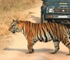 Panna National Park Tour Panna National Park Tour